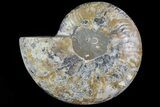 Cut Ammonite Fossil (Half) - Agatized #78339-1